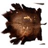 Image 1 : Montana Buffalo Hide