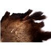Image 5 : Montana Buffalo Hide
