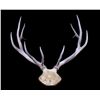 Image 2 : Large Montana Elk European Rack The lot features a