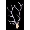 Image 8 : Large Montana Elk European Rack The lot features a