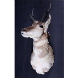 Montana Antelope Pronghorn Shoulder Mount This is