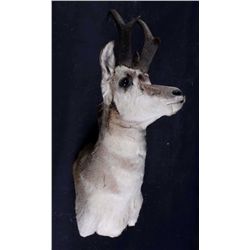 Montana Antelope Pronghorn Shoulder Mount This is