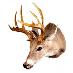 Montana Whitetail Deer Shoulder Mount This lot fea
