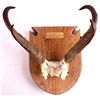 Image 2 : Montana Antelope Horn Mounts This is a pair of Mon