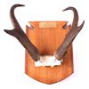 Image 8 : Montana Antelope Horn Mounts This is a pair of Mon