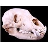 Montana Black Bear Skull This lot features a Monta