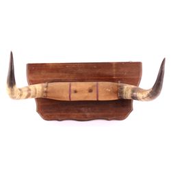 Texas Longhorn Mount This is a Texas longhorn moun