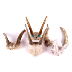 Montana Ewe Bighorn Sheep Horn Collection The lot