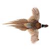 Montana Pheasant Full Wall Mount