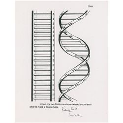 DNA: Watson and Crick