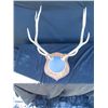 Image 1 : Large Beautiful European Elk Mount