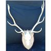 Image 1 : 4x5 Bare Skull European Mount
