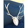 Image 2 : 4x5 Bare Skull European Mount