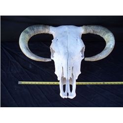 Large Preserved Herford Skull