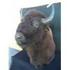 Image 1 : Bison Mount