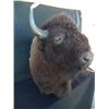 Image 2 : Bison Mount