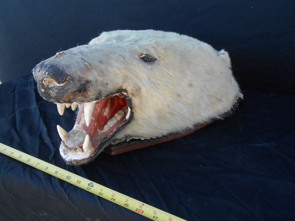 polar bear head mount