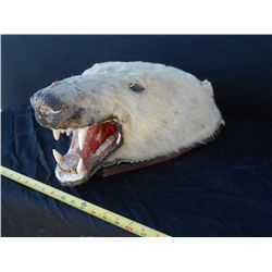 Vintage Polar Bear Head Mount