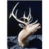 Image 1 : Large Bull Elk Mount with Head Turned, Bugling