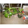 Image 2 : LIVE PLANT - HYDRENGIA & BERGENIA - PINK= 6 TOTAL