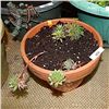 Image 1 : LIVE PLANTS IN POTS - 7 TOTAL