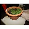 Image 1 : TERRA COTTA PLANT POT
