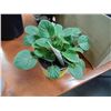 Image 2 : LIVE PLANTS - AFRICAN VIOLET(2) & 1 JADE = 3 TOTAL