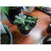 Image 2 : LIVE PLANTS - JADE - 2 TOTAL