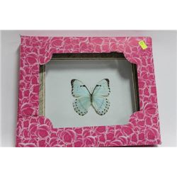 FRAMED BUTTERFLY AS THEY COME