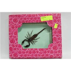 FRAMED SCORPION AS THEY COME