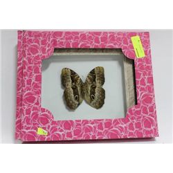 FRAMED MOTH AS THEY COME