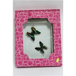 PAIR OF FRAMED BUTTERFLIES AS THEY COME