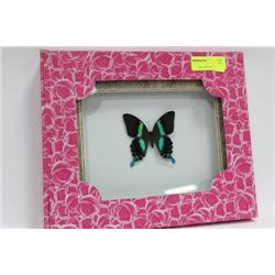 FRAMED BUTTERFLY AS THEY COME