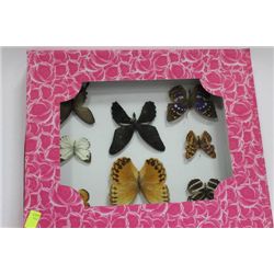 FRAMED 8 PC BUTTERFLY SET