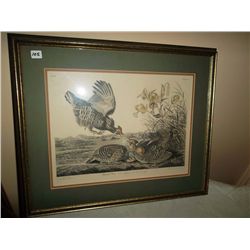 Vintage J.J.Audubon print (engraved, printed and colored by APP Co. Inc. NY)of Grouse. 16" x 20"