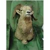 Image 1 : PROFESSIONAL TAXIDERMY BIG HORN SHEEP HEAD MOUNT