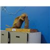 Image 1 : PROFESSIONAL TAXIDERMY BEAVER MOUNT