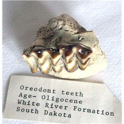 Fossilized Oreodont Teeth, South Dakota
