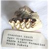 Image 1 : Fossilized Oreodont Teeth, South Dakota