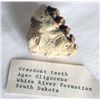 Image 2 : Fossilized Oreodont Teeth, South Dakota