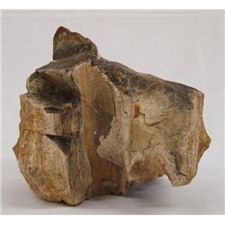 Middle Eastern Petrified Wood Specimen