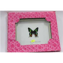 FRAMED BUTTERFLY AS THEY COME