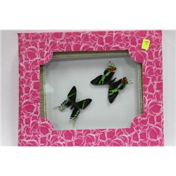 PAIR OF FRAMED BUTTERFLIES AS THEY COME