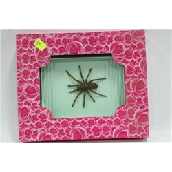 FRAMED TARANTULA