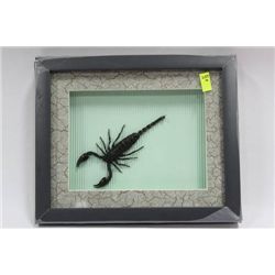 FRAMED SCORPION