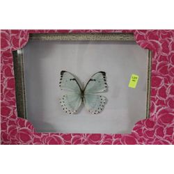 FRAMED BUTTERFLY AS THEY COME