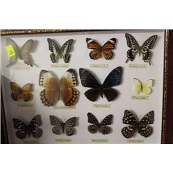 FRAMED 12 BUTTERFLY DISPLAY