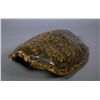 Image 1 : Old Sea Turtle Skin Shell Carapace