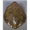 Image 2 : Old Sea Turtle Skin Shell Carapace