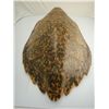 Image 8 : Old Sea Turtle Skin Shell Carapace